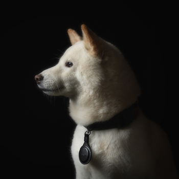 MOSHI AirTag-nøglering - sort (99MO095015)