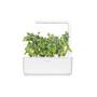 Click & Grow Smart Garden Refill 3-pack - Dwarf Pea (SGR54X3)