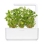 Click & Grow Smart Garden Refill 3-pack - Oregano (SGR31X3)