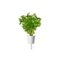Click & Grow Smart Garden Refill 3-pack - Plain Parsley (SGR68X3)