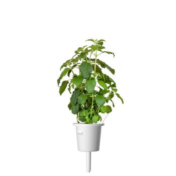 Click & Grow Smart Garden Refill 3-pak - Holy Basil (SGR66X3)