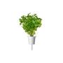 Click & Grow Smart Garden Refill 3-pack - Plain Parsley (SGR68X3)