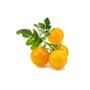 Click & Grow Smart Garden Refill 3-pack - Yellow Tomato