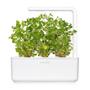 Click & Grow Smart Garden Refill 3-pack - Oregano (SGR31X3)