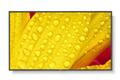 Sharp / NEC MultiSync M431-2 - 109 cm (43") Diagonalklasse (108 cm (42.5") sichtbar) - M Series LCD-Display mit LED-Hintergrundbeleuchtung - Digital Signage - mit integrierter Media-Player / optionale Slot-in-PC-