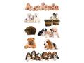 Z-Design Etikett AVERY dekor hundevalper (3)