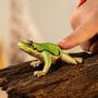 Schleich Wild Life European Tree Frog (14882)