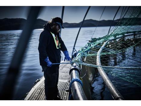 Chemstar Hanske CHEMSTAR 0630 kjem. nitril 10 (114.0630-10*10)