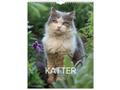 GRIEG Veggkalender GRIEG 2026 Katter