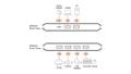 ATEN 2 x 4-Port USB 2.0 Peripheral (US4224-AT)