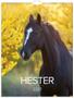 GRIEG Veggkalender GRIEG 2027 Hester