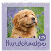 Mayland 27066410 hundehvalpe vægkalender 16x16,4cm