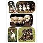 HERMA Sticker DECOR photos of puppies