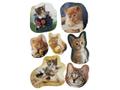 HERMA Decor Stickers little cats 3 sheets