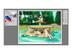 COREL ESD PaintShop Pro 2018 ML Win (ML)