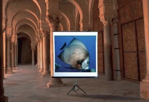 REFLECTA tripod ALPHA lux 180 x 180 cm matte white with black rear (40531)