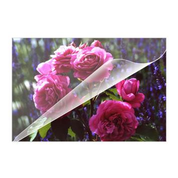 Olympia 100-pack - lamineringspunger (9165)