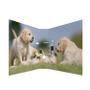 HERMA Ordner A4 Hunde (7165)