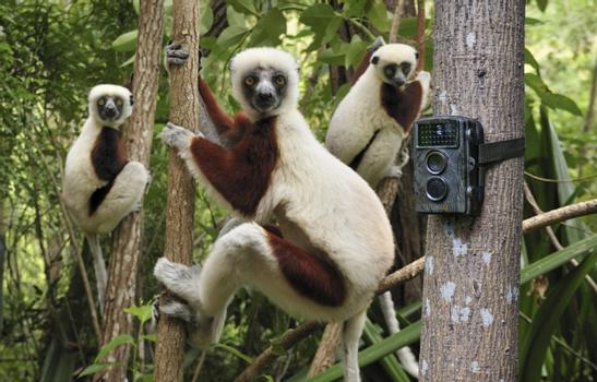 TECHNAXX NATURE WILD CAM TX-69 (4719)