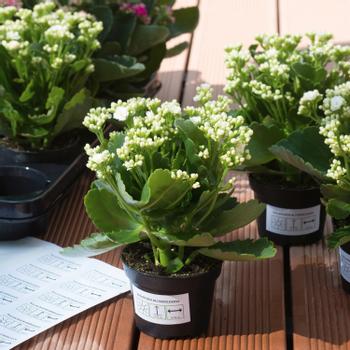 HERMA Etik. strapazierf. A4 weiß 210 x 297 mm wfest   10 St. (4584)