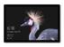 MICROSOFT SURFACE PRO I5 256GB 8GB 12.3IN W10 IN SYST