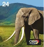 Epson 24 Multipack Easy Mail Packaging - 6-pack - svart, gul, cyan, magenta, lys magenta, lys cyan - original - blekkpatron (C13T24284510)