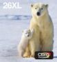 EPSON n Ink Cartridges,  Claria" Premium Ink, 26XL, Polar bear, Multipack,  1 x 9.7 ml Cyan, 1 x 9.7 ml Yellow, 1 x 12.2 ml Black, 1 x 9.7 ml Magenta (C13T26364511)