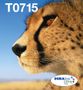 EPSON n Ink Cartridges,  DURABrite" Ultra, T0715, Cheetah, Multipack,  1 x 5.5 ml Magenta, 1 x 5.5 ml Yellow, 1 x 7.4 ml Black, 1 x 5.5 ml Cyan (C13T07154511)