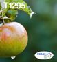 EPSON n Ink Cartridges,  DURABrite" Ultra, T1295, Apple, Multipack,  1 x 7.0 ml Yellow, 1 x 11.2 ml Black, 1 x 7.0 ml Magenta, 1 x 7.0 ml Cyan, L (C13T12954511)