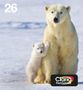 EPSON Ink/26 Polar Bear CMYK (C13T26164511)