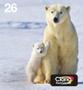 EPSON n Ink Cartridges,  Claria" Premium Ink, 26, Polar bear, Multipack,  1 x 4.5 ml Cyan, 1 x 4.5 ml Magenta, 1 x 4.5 ml Yellow, 1 x 6.2 ml Black (C13T26164511)