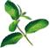 PLANTUI Plant Capsule Mint