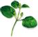 PLANTUI Plant Capsule Oregano