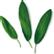 PLANTUI Plant Capsule Sage