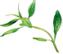 PLANTUI Plant Capsule Summer Savory