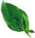 PLANTUI Plant Capsule Basil Thai