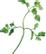 PLANTUI Plant Capsule Chervil