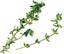PLANTUI Plant Capsule Thyme