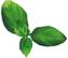 PLANTUI Plant Capsule Basil Spicy