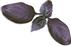 PLANTUI Plant Capsule Basil Dark
