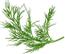 PLANTUI Plant Capsule Dill