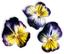 PLANTUI Plant Capsule Viola Lemon