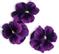 PLANTUI Plant Capsule Viola Purple