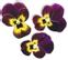 PLANTUI Plant Capsule Viola Ruby&Gold