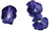 PLANTUI Plant Capsule Viola True Blue