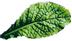 PLANTUI Plant Capsule Mustard RedGiant
