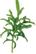 PLANTUI Plant Capsule Kale Lacy