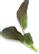 PLANTUI Plant Capsule Pok Choy Red