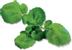 PLANTUI Plant Capsule Watercress