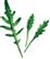 PLANTUI Plant Capsule Wild Rocket